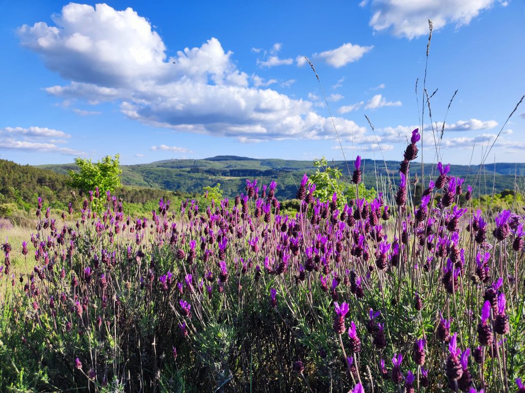 Cenário da Serra no Verão Alfazema